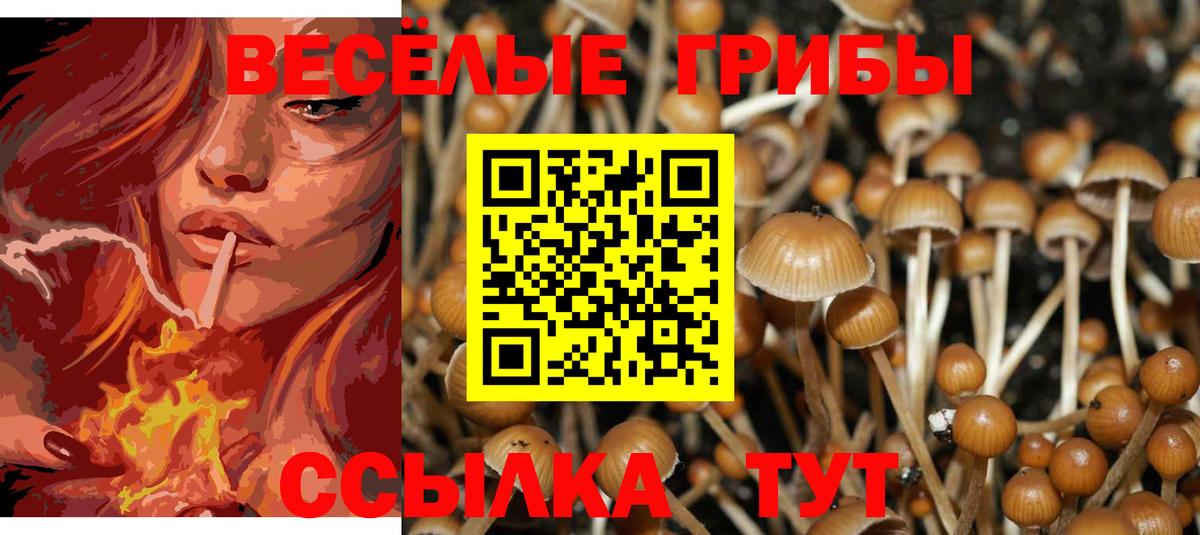 Галлюциногенные грибы Psilocybine cubensis  Вход с VPN  Строитель  Галлюциногенные грибы Psilocybine cubensis 